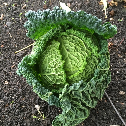 Cabbage Rigoletto